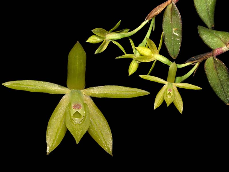 epidendrum_polyanthogastrium_cd