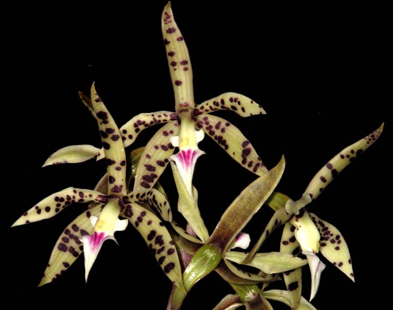 epidendrum_prismatocarpum_cd