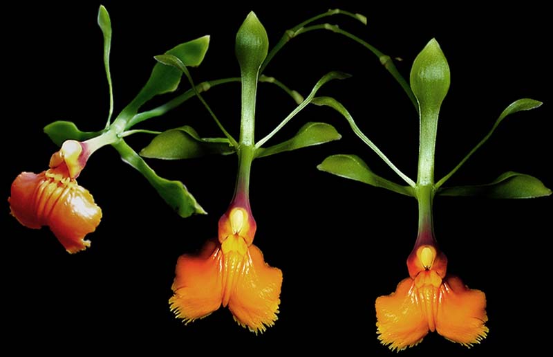 epidendrum_pseudoepidendrum_cd