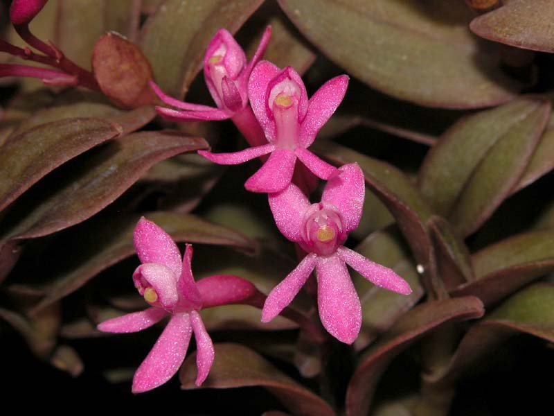 epidendrum_quisayanum_ws_cd