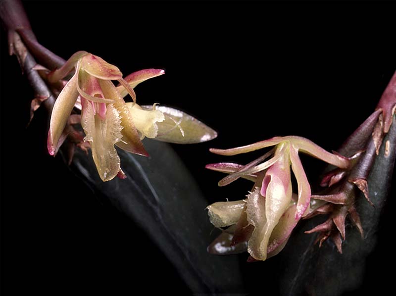 epidendrum_rostratum_cd