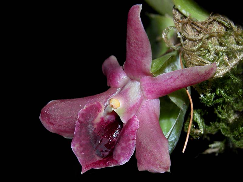 epidendrum_sophronitis_cd