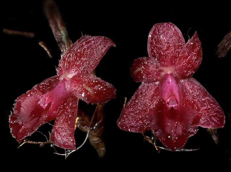 epidendrum_sophronitoides_cd