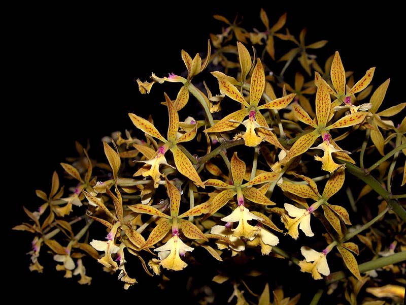 epidendrum_stamfordianum_WS_cd