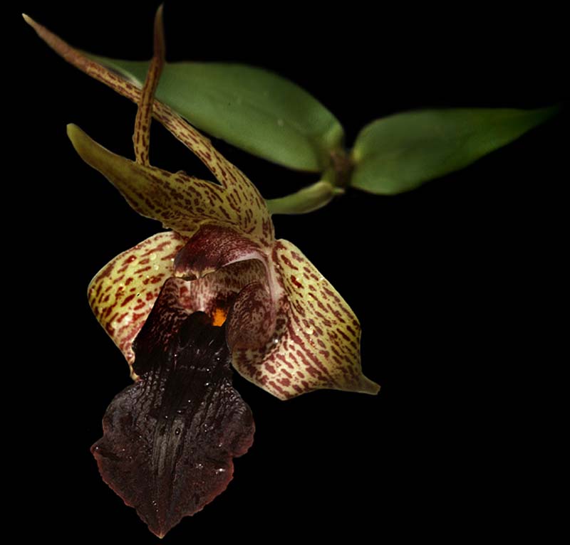 epigeneium_coelogyne_cd