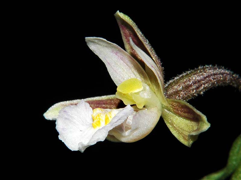 epipactis_palustris_cd