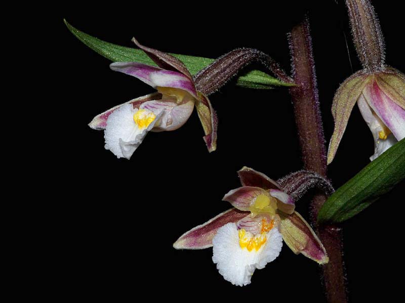 epipactis_palustris_ip_cd