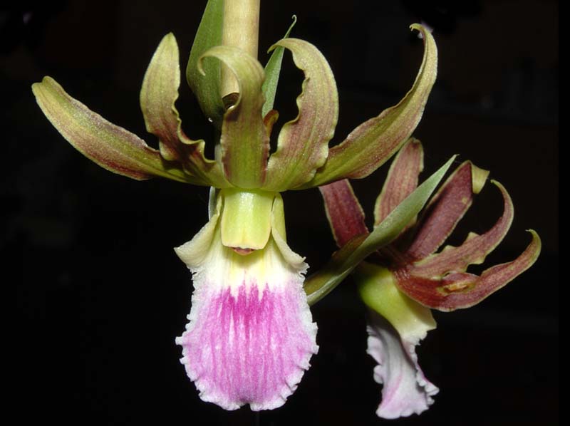 eulophia_euglossaxguineensis_ws_cd