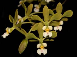 encyclia_alboxanthina_ws_cd