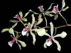 encyclia_aromatica_cd