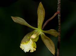 encyclia_aspera_ws_cd