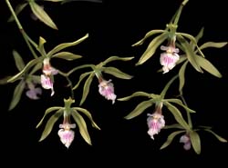 encyclia_ceratistes_cd