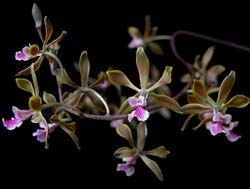 encyclia_edithiana_eg_cd