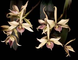 encyclia_fragrans_cd