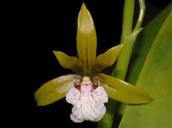 encyclia_linkiana_ws_cd