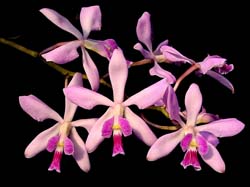 encyclia_longifolia_ec_cd