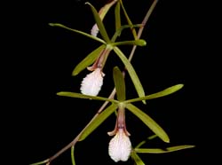 encyclia_microbulbon_ws_cd