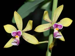 encyclia_mooreana_ip_cd