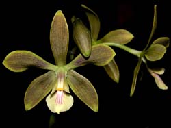 encyclia_odoratissima_cd