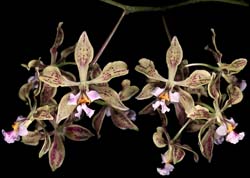 encyclia_oncidioides_cd