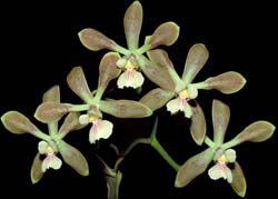 encyclia_osmamtha_cd