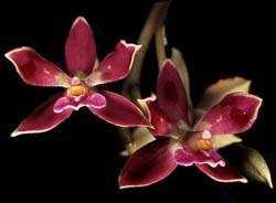 encyclia_pulcherrima_cd