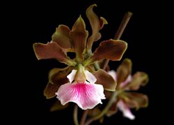 encyclia_randii_ec_cd