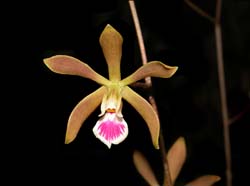 encyclia_tampensis_cd