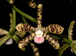 encyclia_vespa_cd