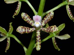 encyclia_vespa_ws_cd