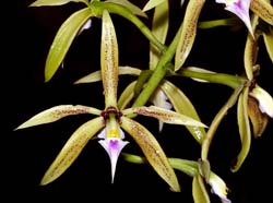 epidendrum _brassavolae_cd