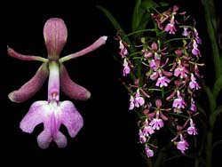 epidendrum _cooperianum_cd