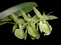 epidendrum _coriifolium_cd