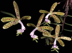 epidendrum _cristatum_cd