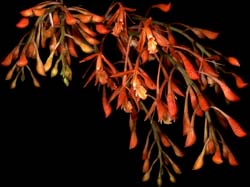 epidendrum _embreei_cd