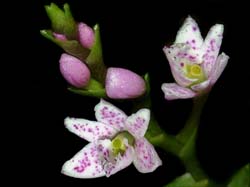 epidendrum _fimbriatum_cd