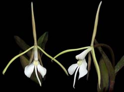 epidendrum _nocturnum_cd