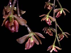 epidendrum _recurvatum_cd