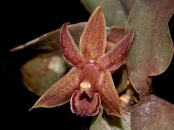 epidendrum _sophronitis_cd