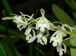 epidendrum_aporum_ws_cd