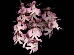 epidendrum_atacazoicum_cd