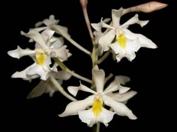 epidendrum_bracteolatum_ws_cd