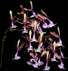 epidendrum_capricornu_cd