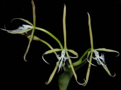 epidendrum_ciliare_ws_cd