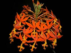 epidendrum_cinnabarinum_cd