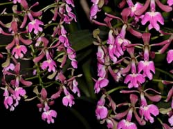 epidendrum_cooperianum2_cd