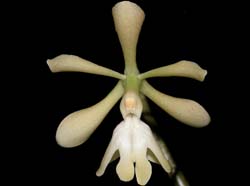 epidendrum_coronatum_ws_cd