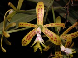 epidendrum_cristatum_cd