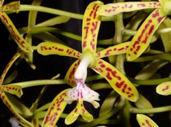 epidendrum_cristatum_ws_cd