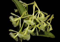 epidendrum_difforme_ws_cd